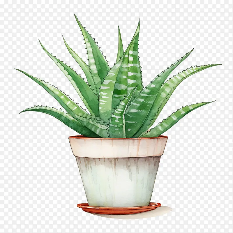 芦荟-芦荟