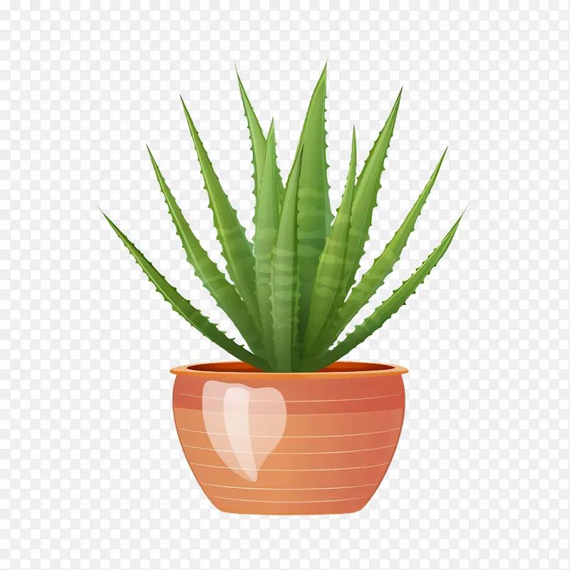 芦荟-芦荟