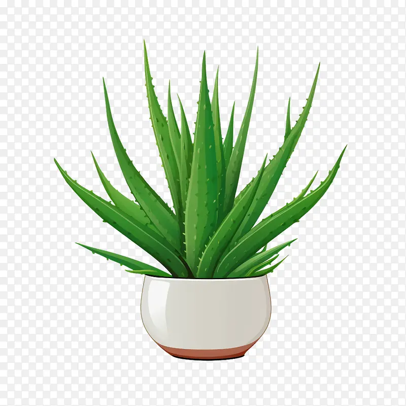 芦荟-芦荟