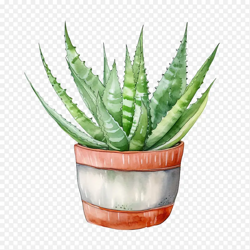 芦荟-芦荟