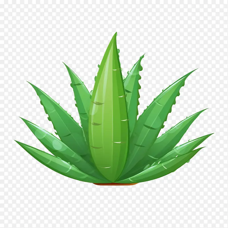 芦荟-芦荟