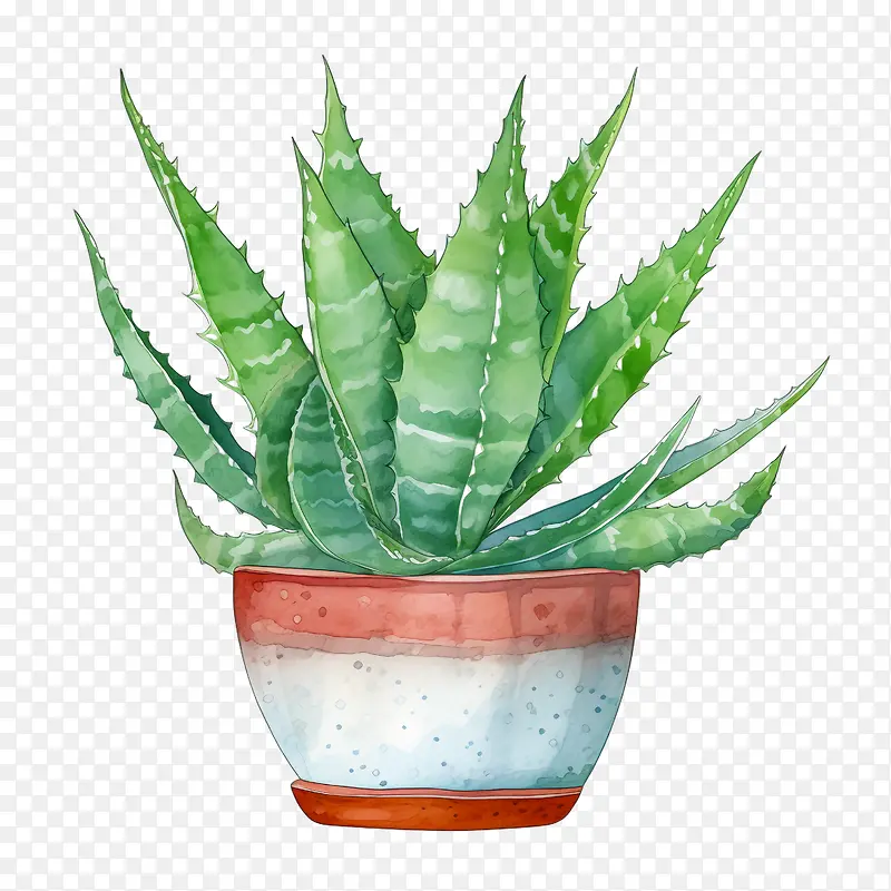芦荟-芦荟