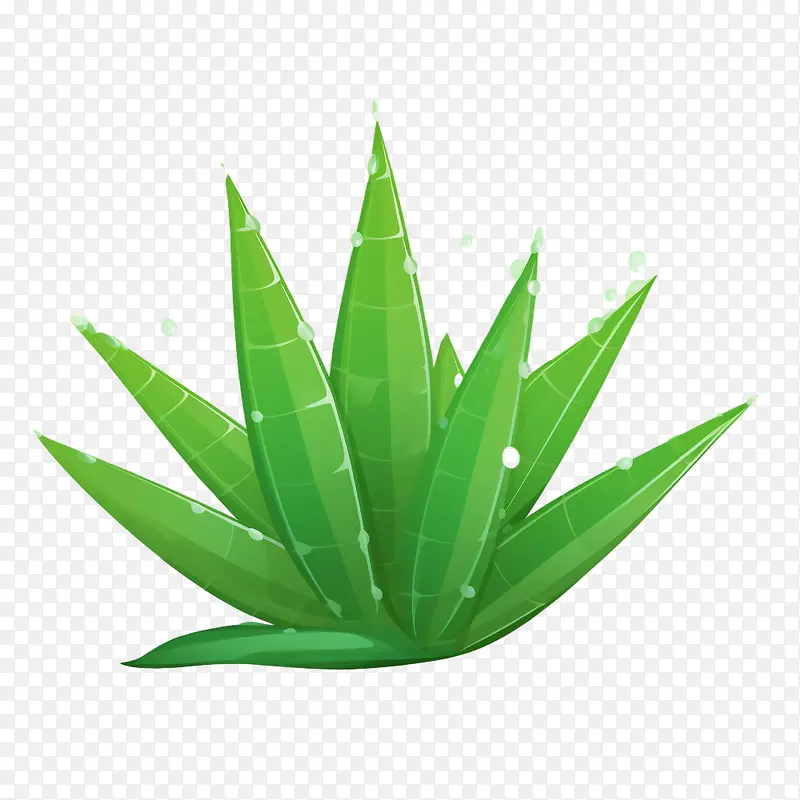 芦荟-芦荟