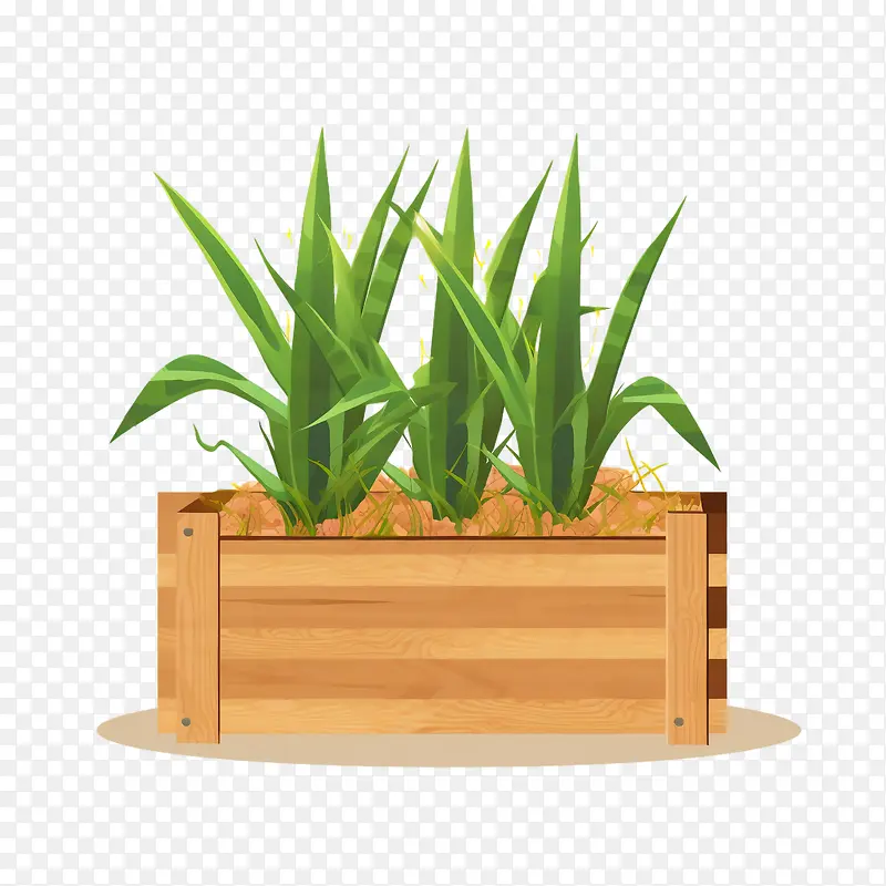 芦荟-芦荟