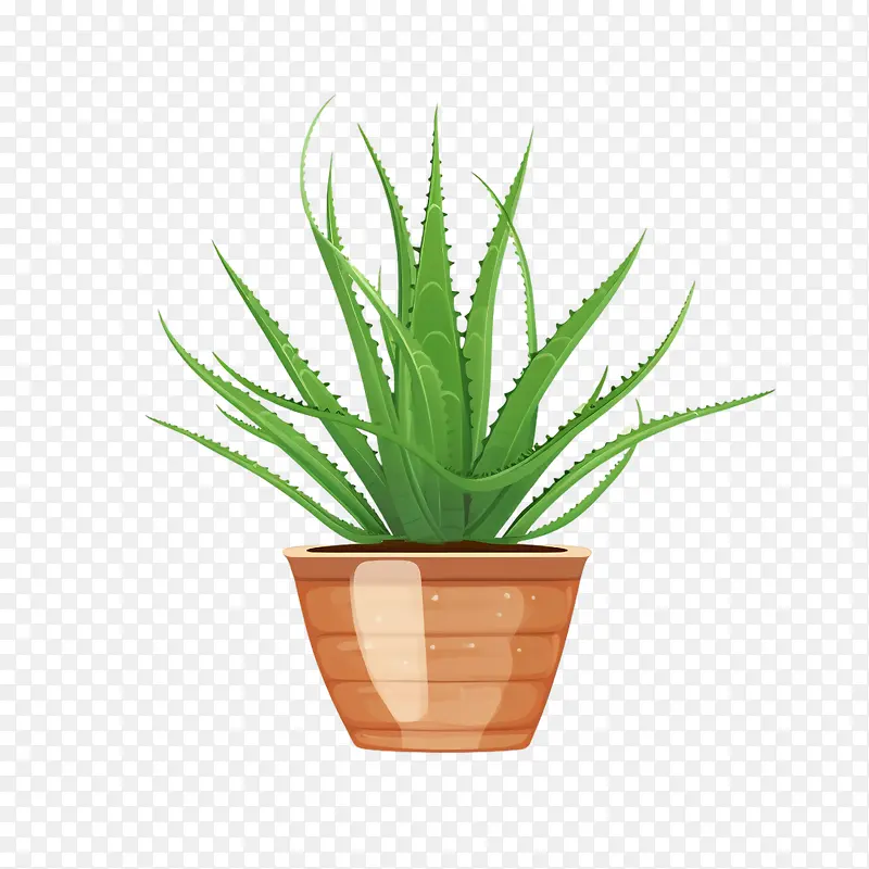 芦荟-芦荟