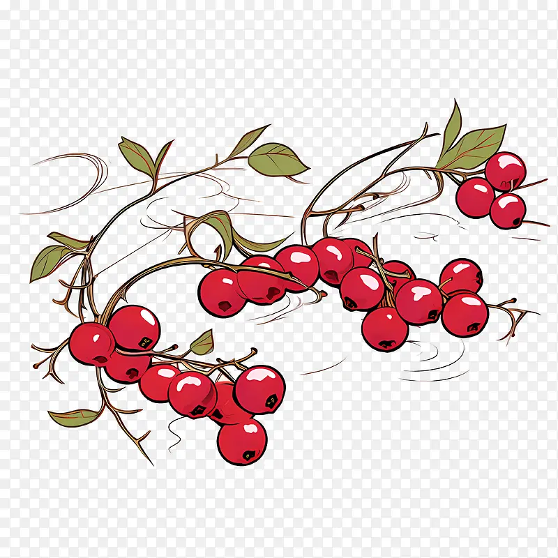 红蔓越莓-红蔓越莓浆果树枝水果水彩