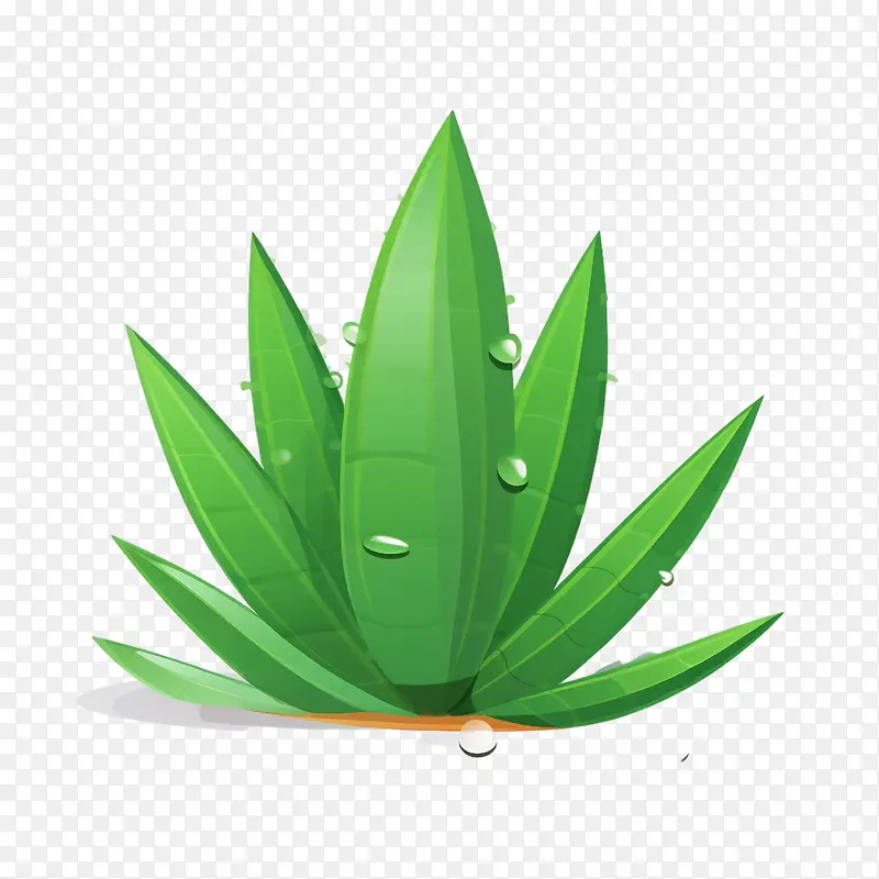 芦荟-芦荟