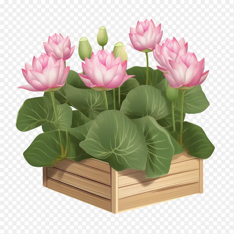 莲花-莲花