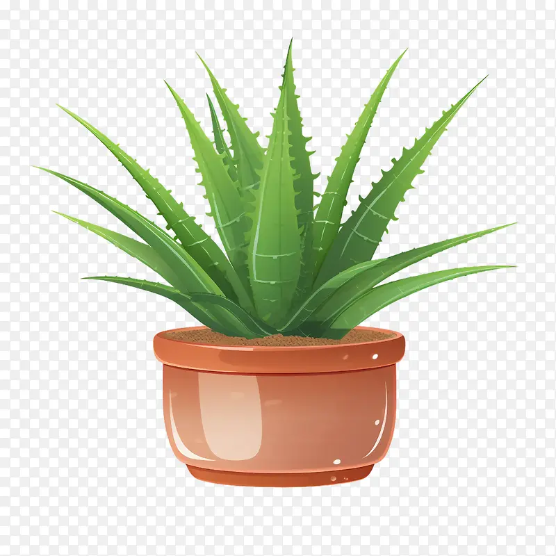 芦荟-芦荟