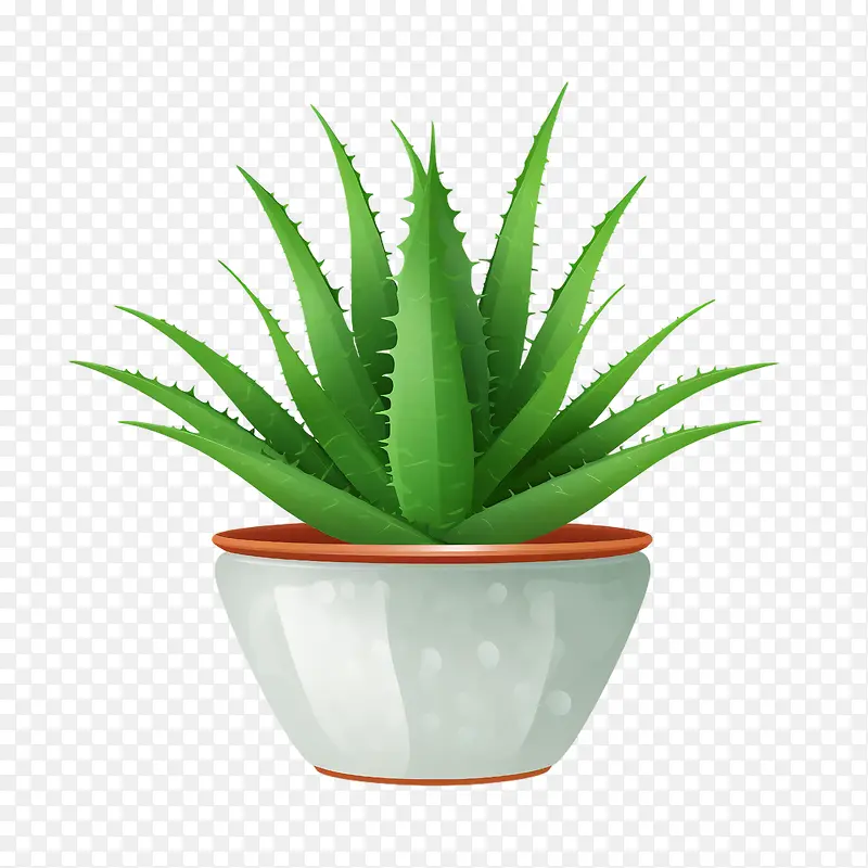 芦荟-芦荟