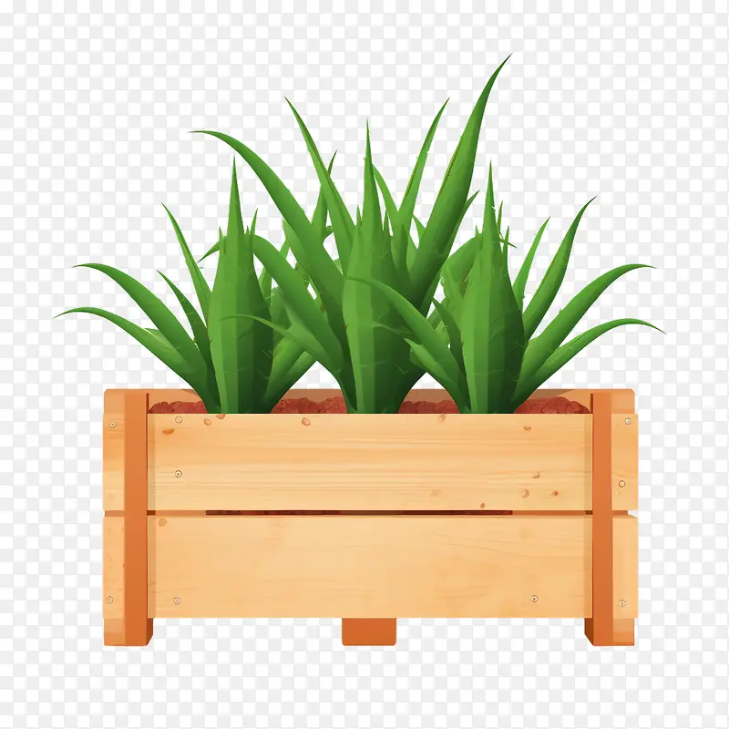 芦荟-芦荟