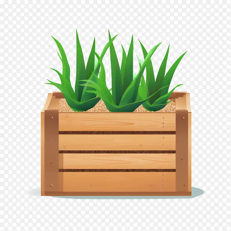 芦荟-芦荟
