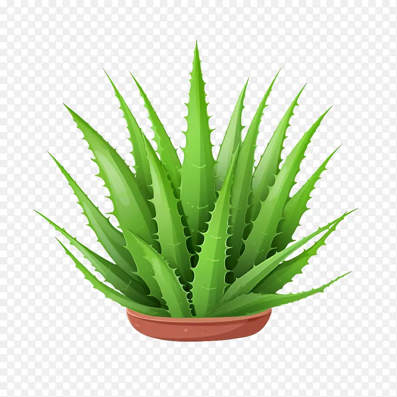 芦荟-芦荟