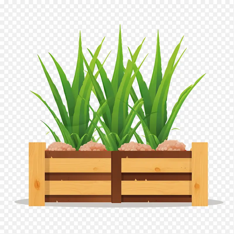 芦荟-芦荟