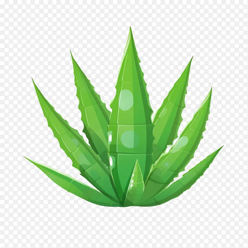 芦荟-芦荟