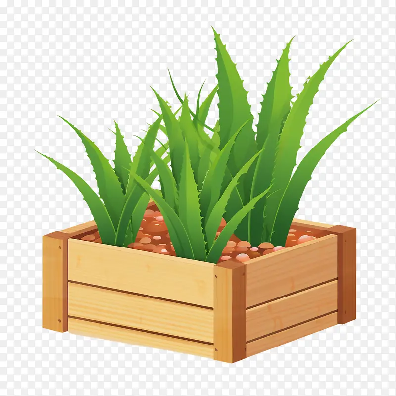 芦荟-芦荟