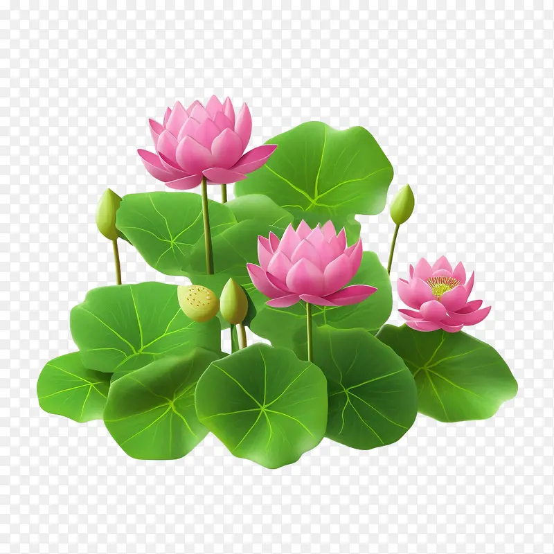 莲花-莲花