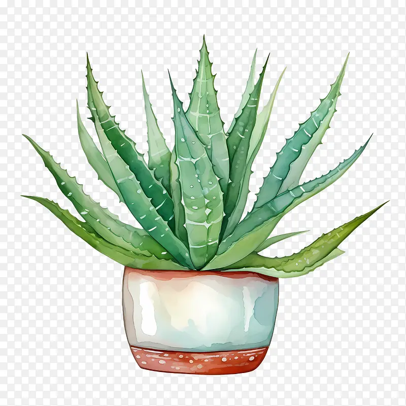 芦荟-芦荟