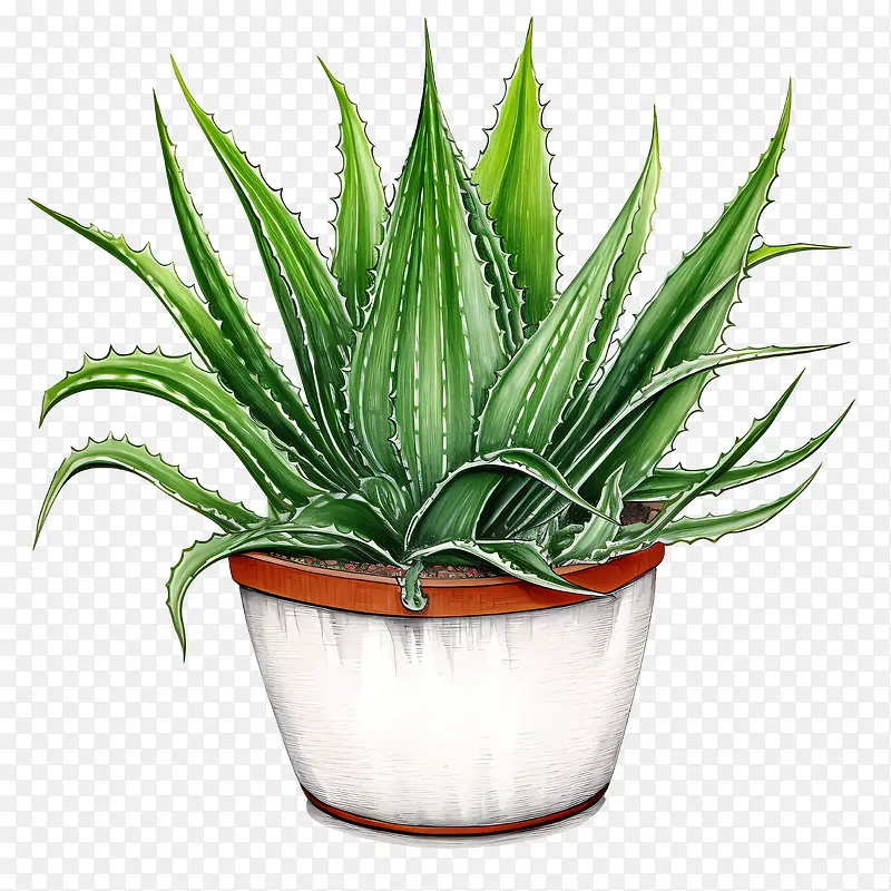 芦荟-芦荟