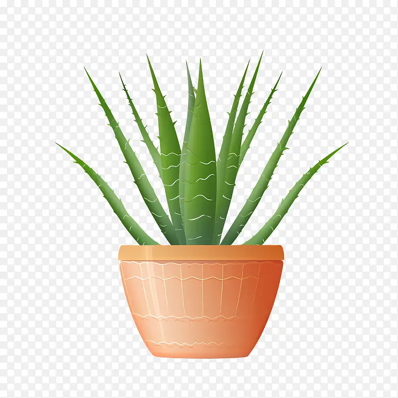 芦荟-芦荟