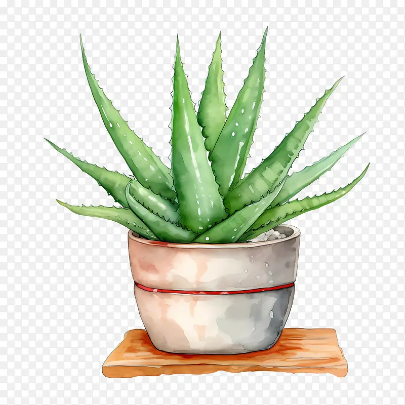 芦荟-芦荟