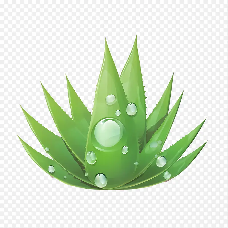 芦荟-芦荟