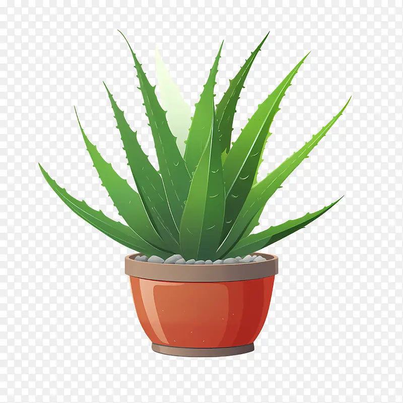 芦荟-芦荟