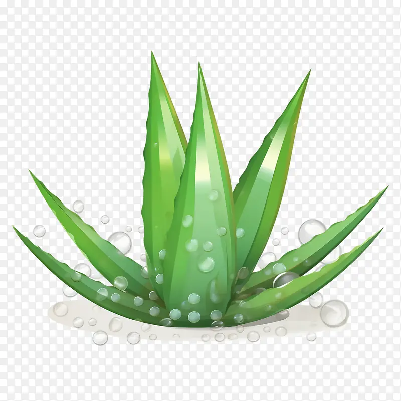 芦荟-芦荟