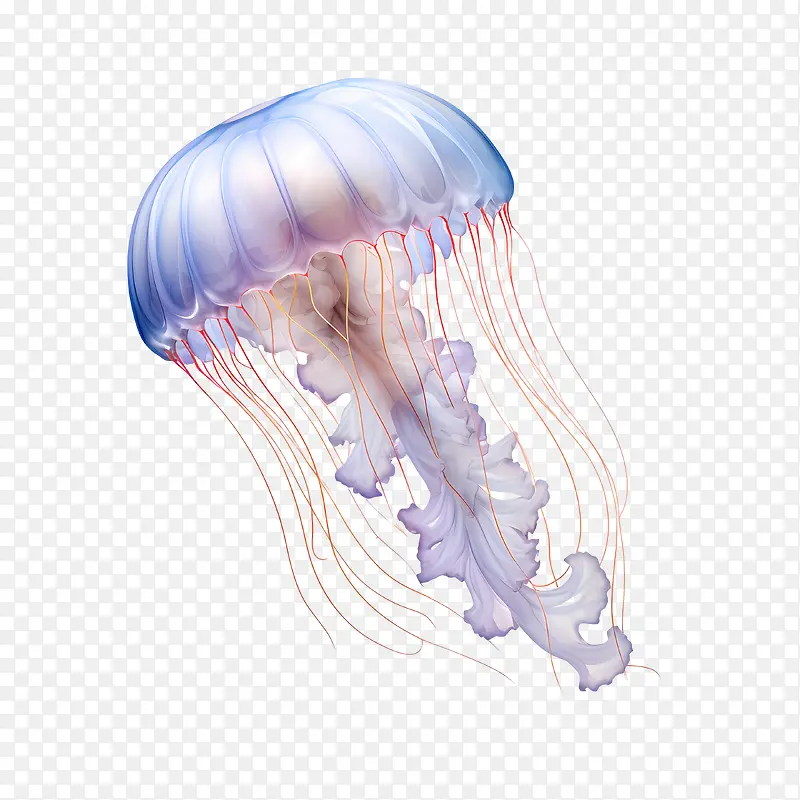 世界水母日-世界水母日水母海洋生物水生水下