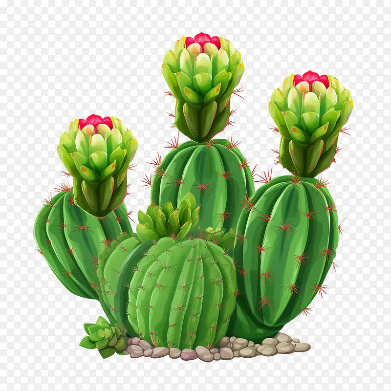 多肉植物-仙人掌