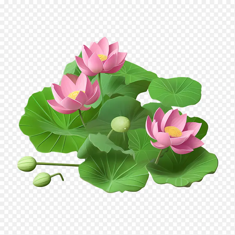 莲花-莲花