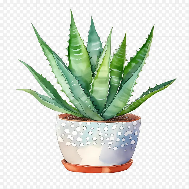 芦荟-芦荟
