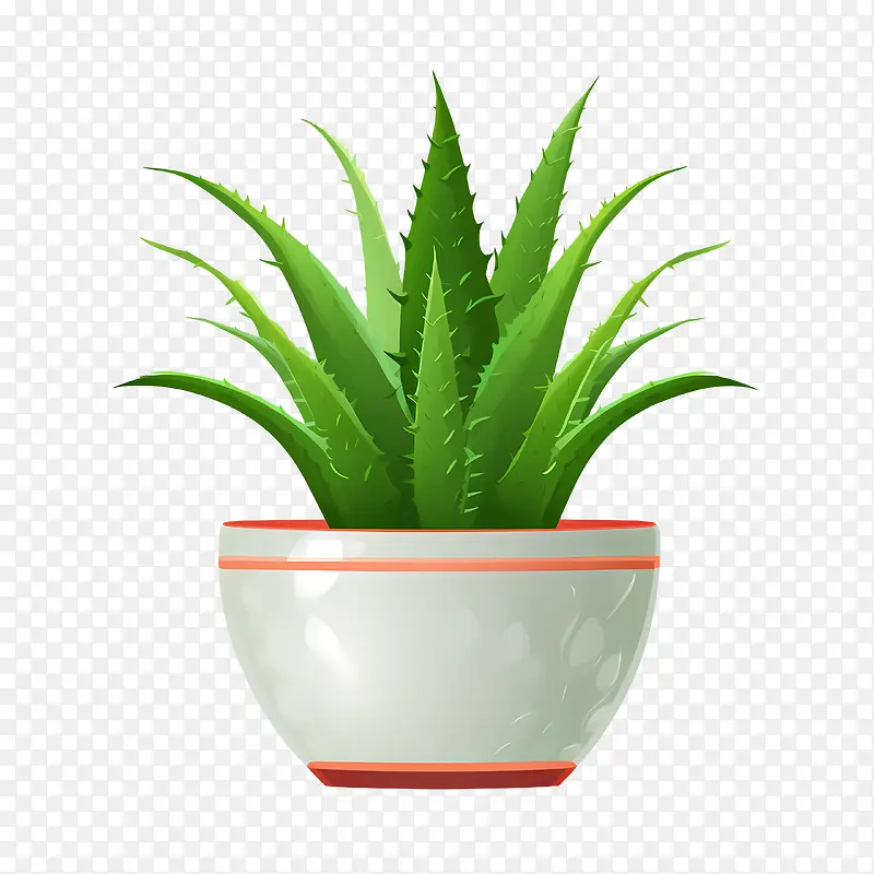 芦荟-芦荟