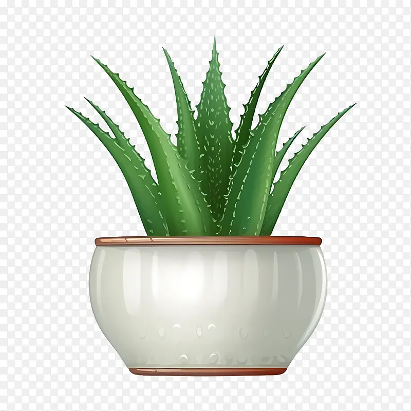 芦荟-芦荟