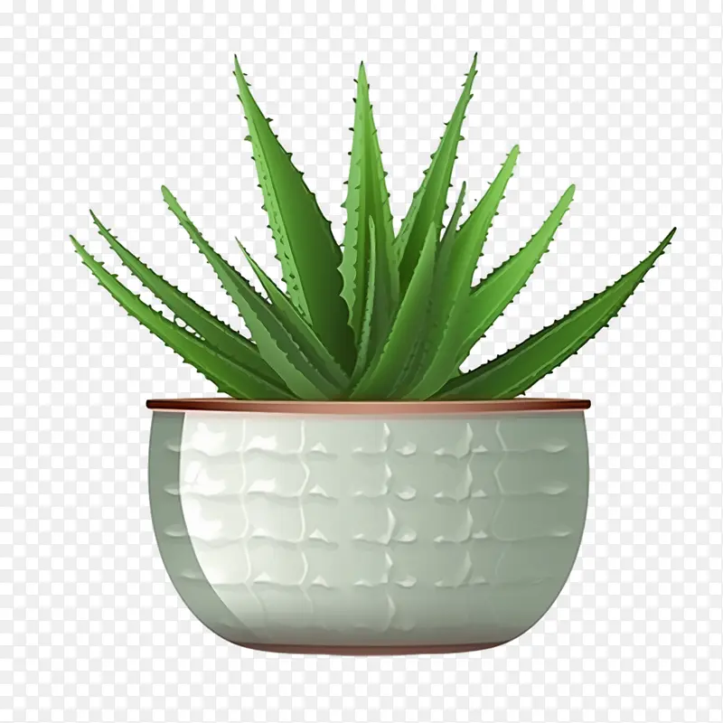 芦荟-芦荟
