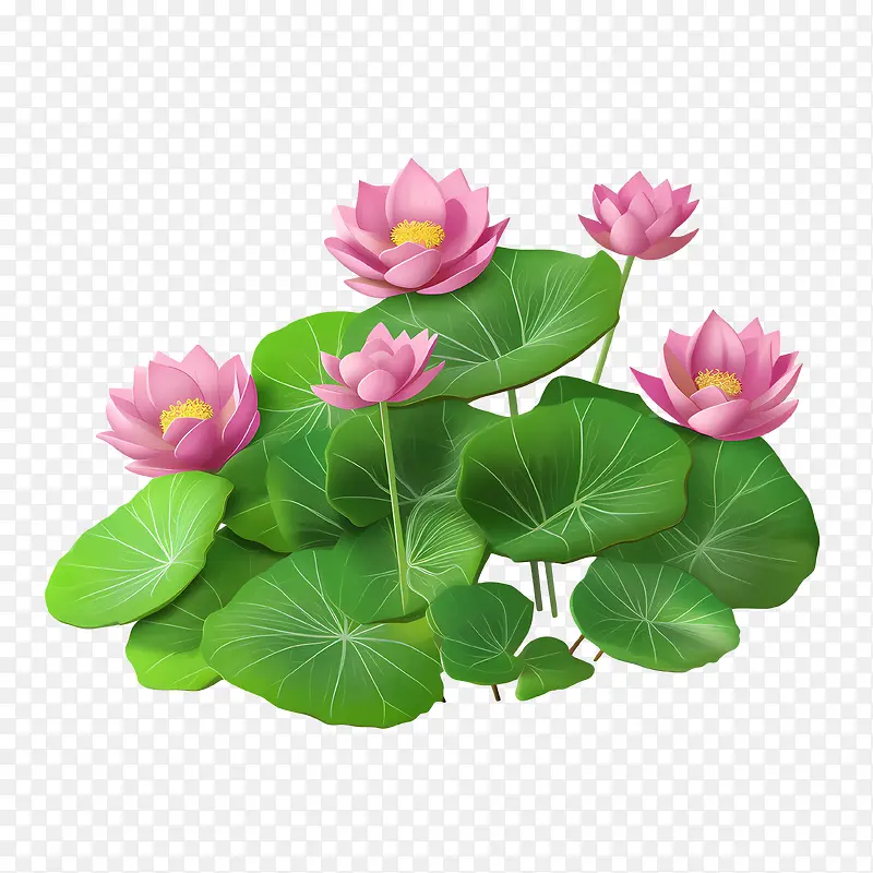 莲花-莲花