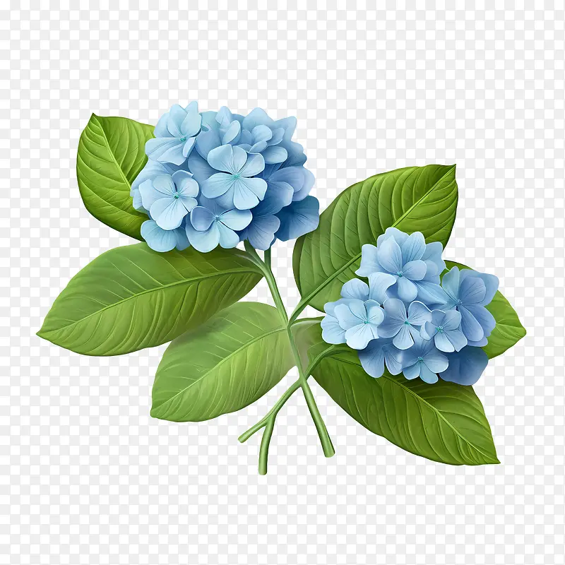 绣球花-绣球花蓝色的花朵绿叶植物盛开
