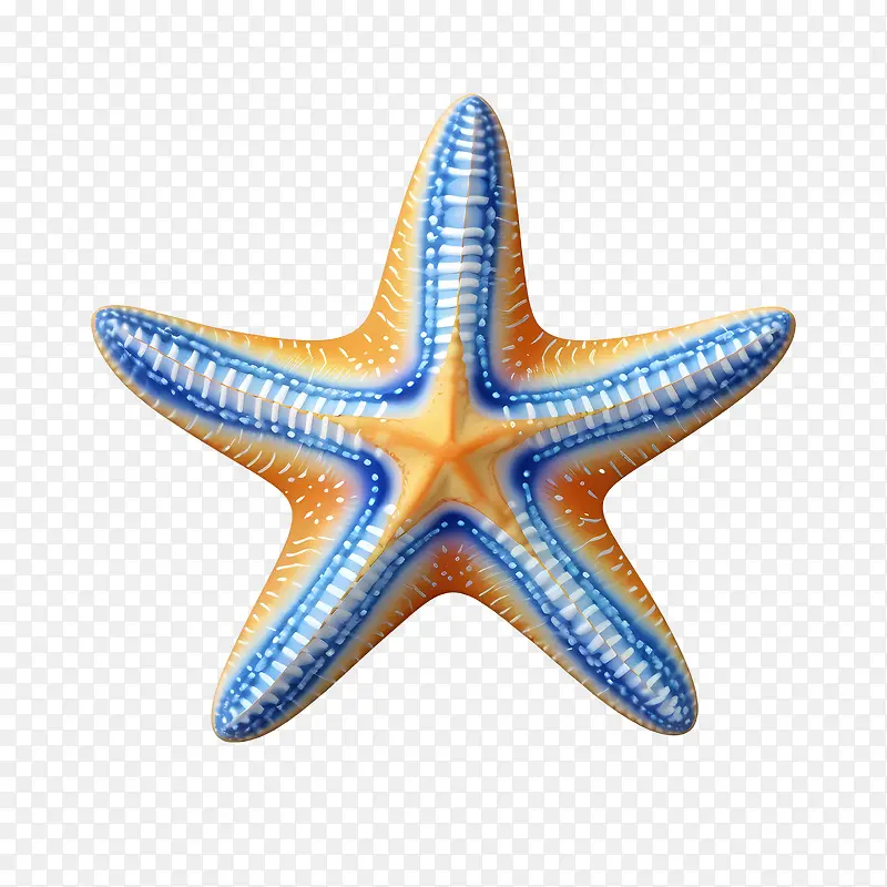 海星-海星海星海洋动物橙色和蓝色贝壳PNG图片素材下载_图片编号11284424-PNG素材网
