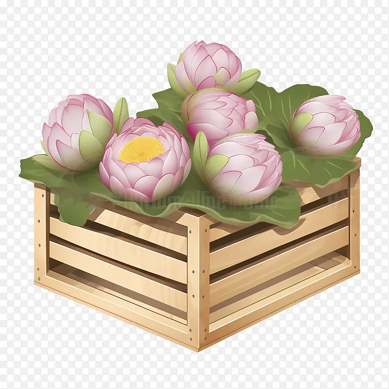 莲花-莲花
