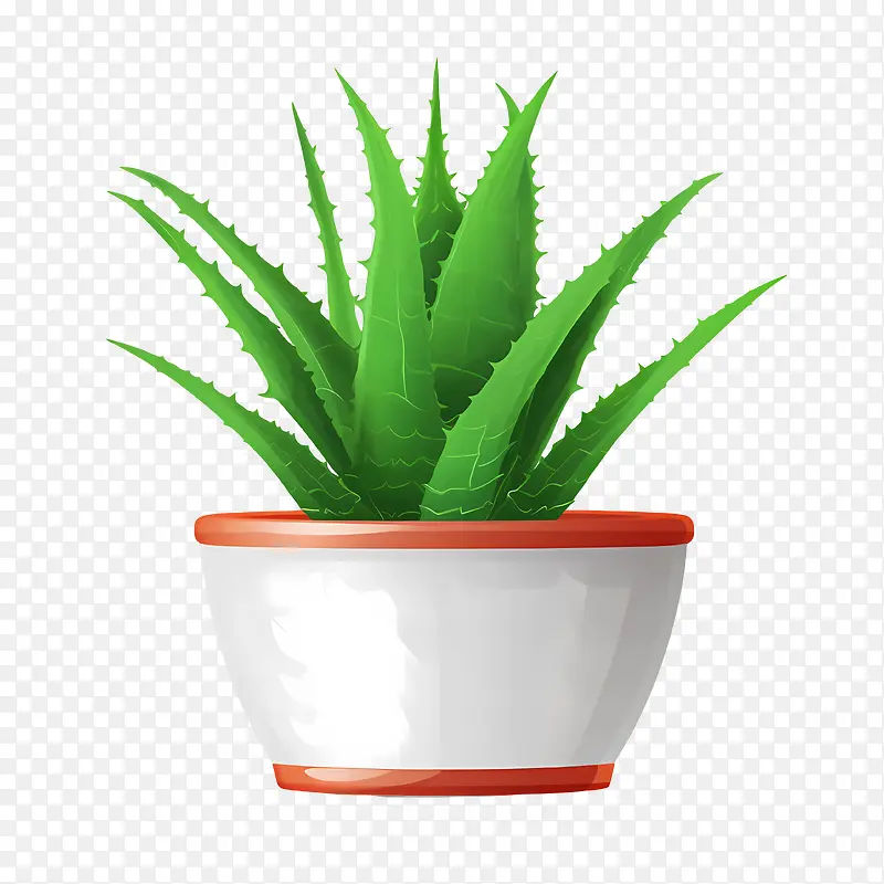 芦荟-芦荟