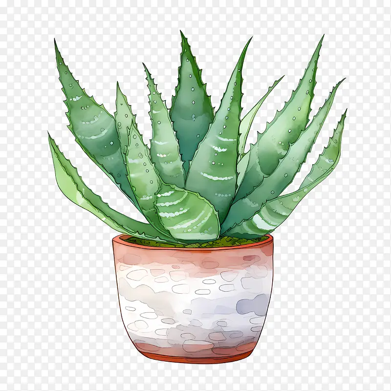 芦荟-芦荟