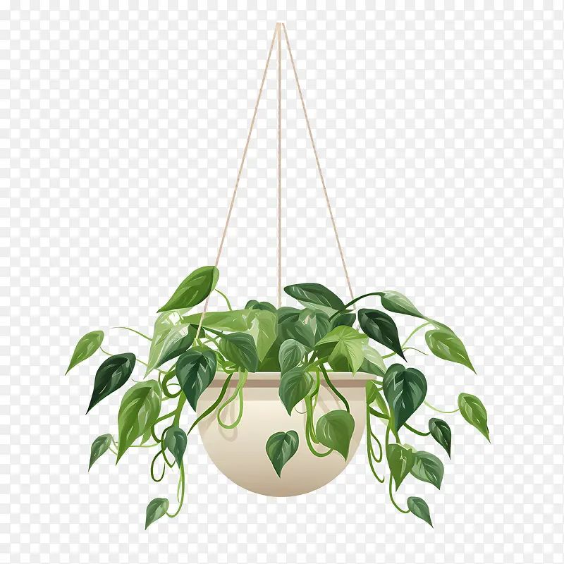 带盆的悬挂植物-藤蔓