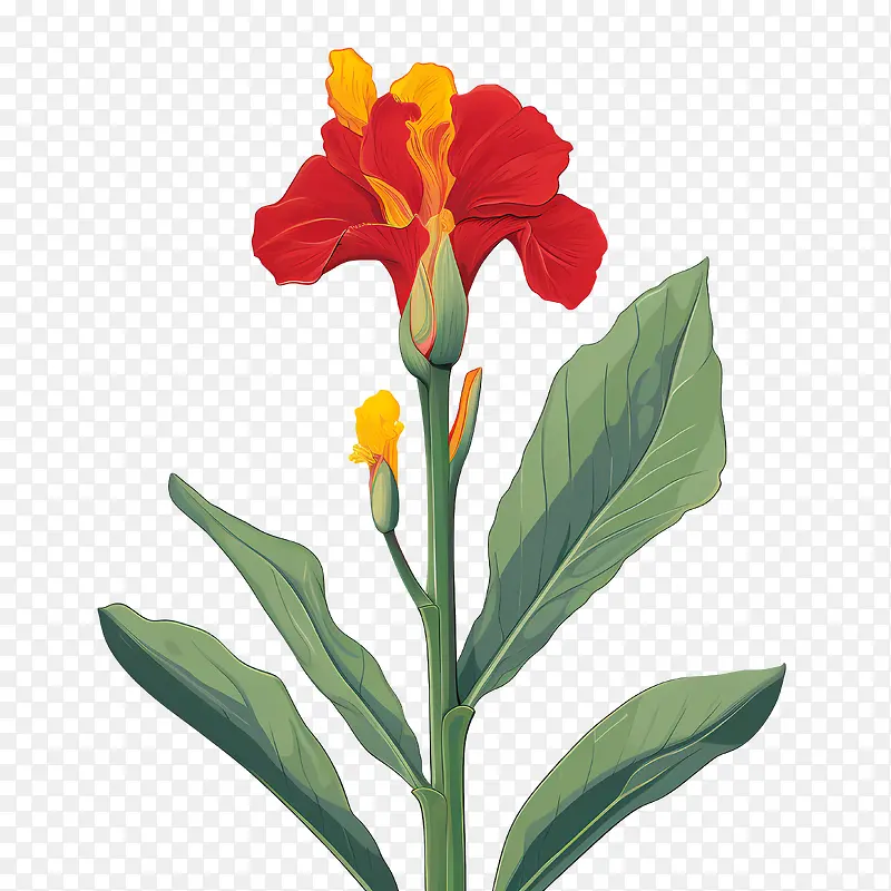 美人蕉-红色的花