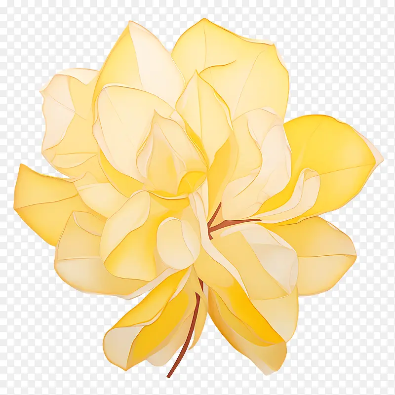 黄色玫瑰花瓣-花艺设计