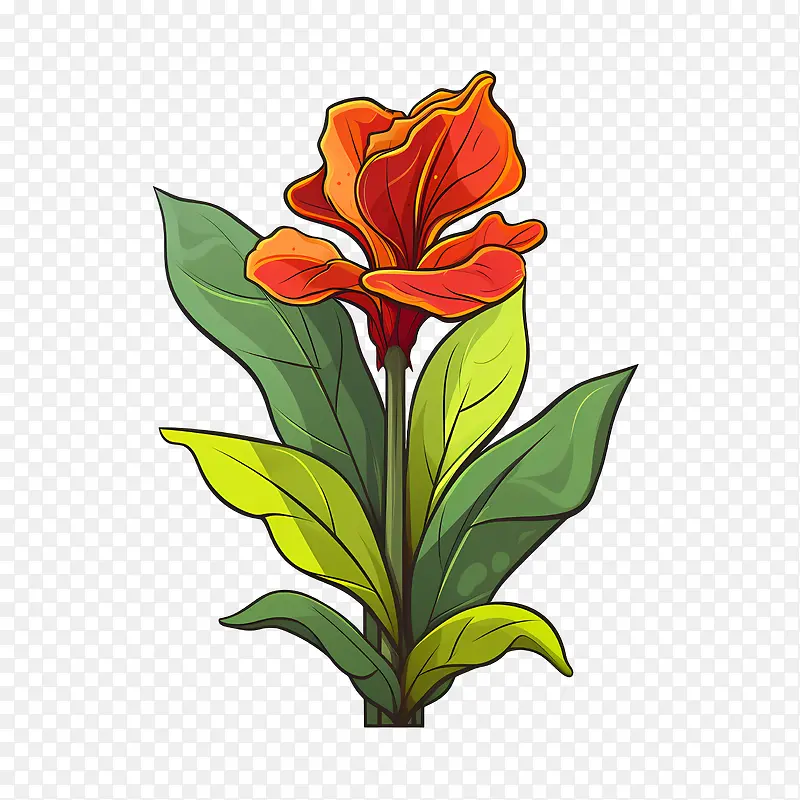 美人蕉-红色的花