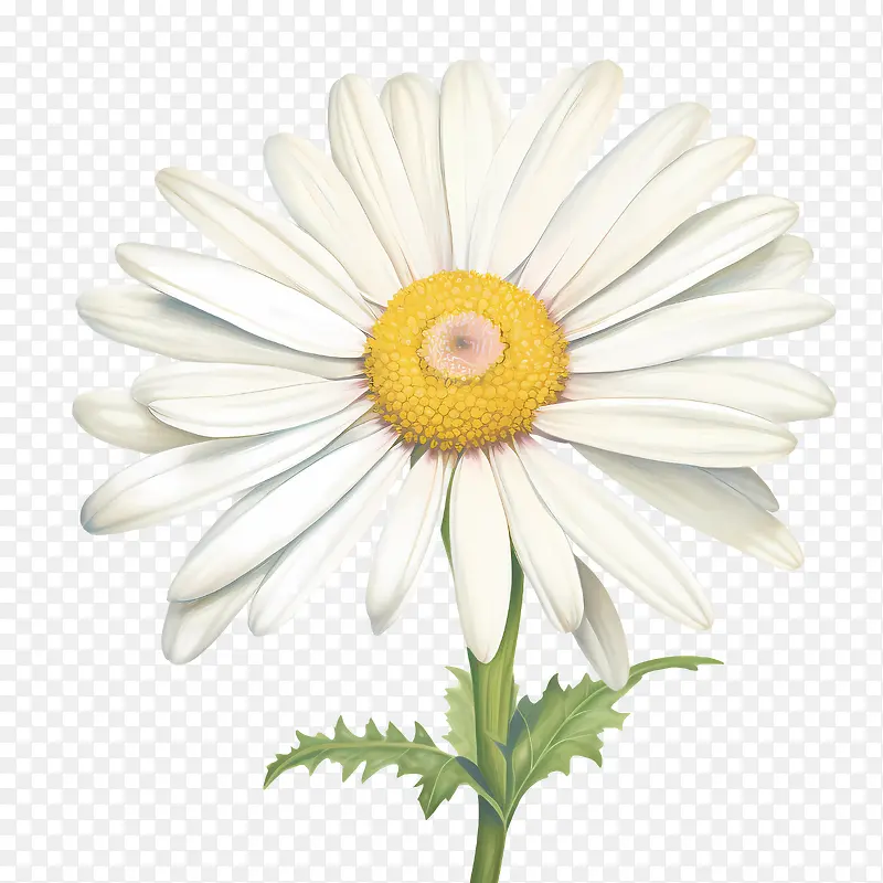 雏菊花-雏菊花