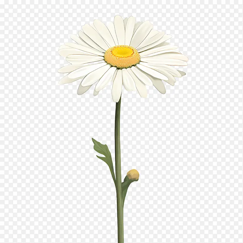 雏菊花-雏菊花