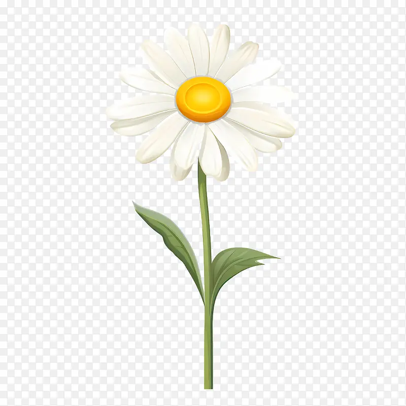 雏菊花-雏菊花