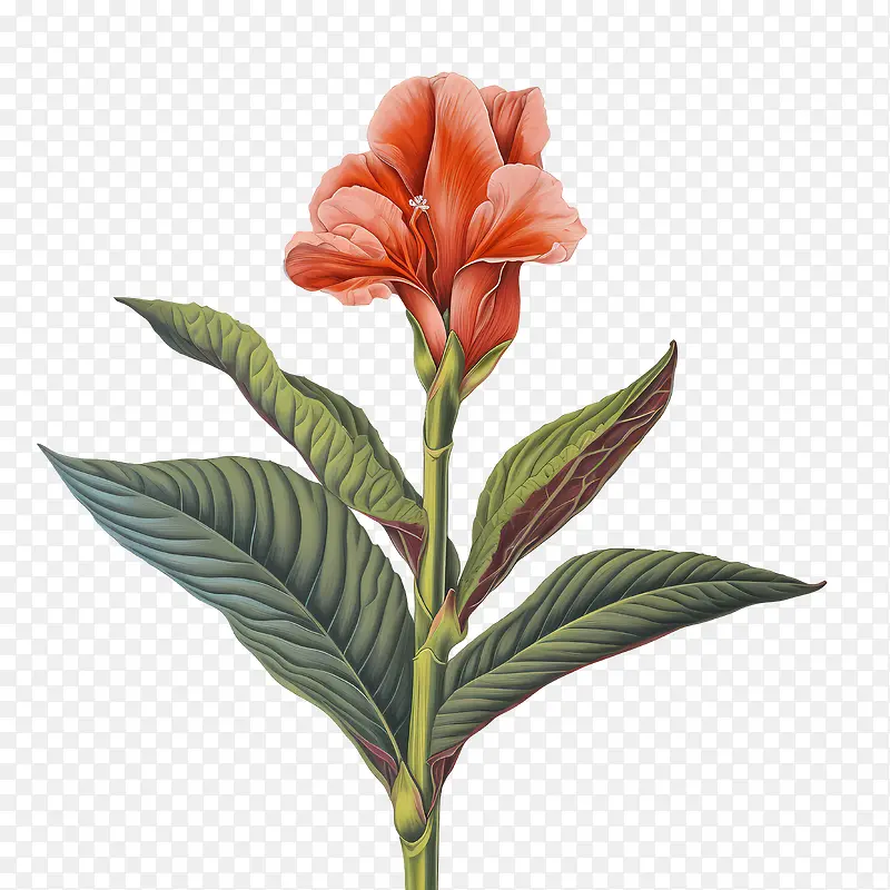 美人蕉-美人蕉花红色花瓣叶子