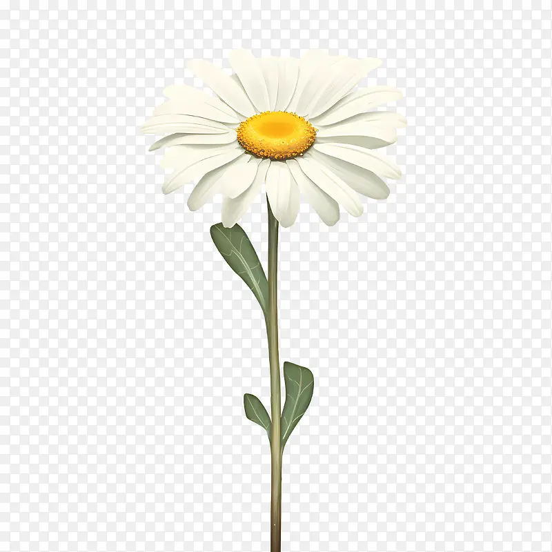 雏菊花-雏菊花